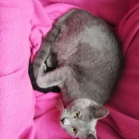 Mavi Rus, Kedi  Gölge fotoğrafı