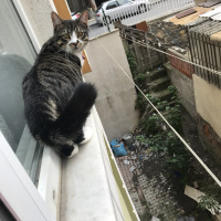 Tekir Kedi, Kedi  Duman fotoğrafı