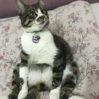 Tekir Kedi, Kedi  Duman fotoğrafı