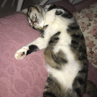 Tekir Kedi, Kedi  Duman fotoğrafı