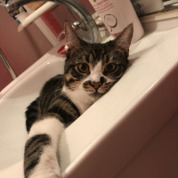 Tekir Kedi, Kedi  Duman fotoğrafı