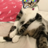 Tekir Kedi, Kedi  Duman fotoğrafı