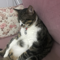 Tekir Kedi, Kedi  Duman fotoğrafı