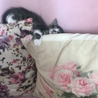 Tekir Kedi, Kedi  Duman fotoğrafı