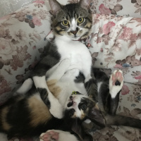 Tekir Kedi, Kedi  Duman fotoğrafı