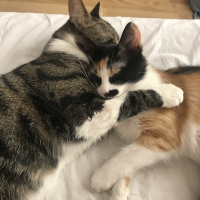 Tekir Kedi, Kedi  Duman fotoğrafı