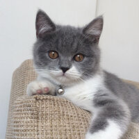 British Shorthair, Kedi  Tom Haydut fotoğrafı