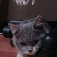 British Shorthair, Kedi  Tom Haydut fotoğrafı