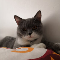 British Shorthair, Kedi  Tom Haydut fotoğrafı