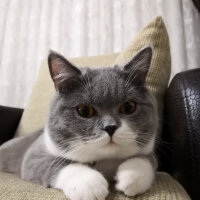 British Shorthair, Kedi  Tom Haydut fotoğrafı