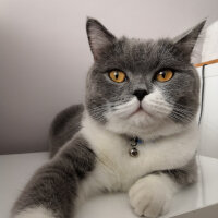 British Shorthair, Kedi  Tom Haydut fotoğrafı