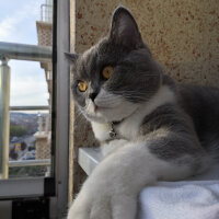 British Shorthair, Kedi  Tom Haydut fotoğrafı