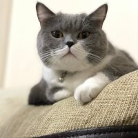 British Shorthair, Kedi  Tom Haydut fotoğrafı