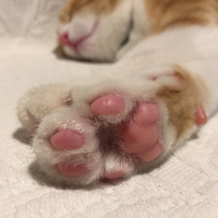 Sarman, Kedi  Pati fotoğrafı