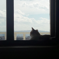 Tekir Kedi, Kedi  Çavuş fotoğrafı