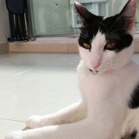 Tuxedo (Smokin) Kedi, Kedi  Maya fotoğrafı