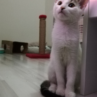 Tekir Kedi, Kedi  Duff fotoğrafı