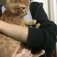 Tekir Kedi, Kedi  Nagıt yeni sahibini arıyor ♥️ fotoğrafı