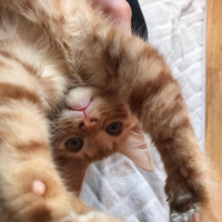 Tekir Kedi, Kedi  Nagıt yeni sahibini arıyor ♥️ fotoğrafı