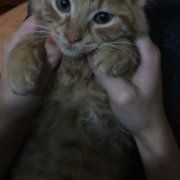 Tekir Kedi, Kedi  Nagıt yeni sahibini arıyor ♥️ fotoğrafı