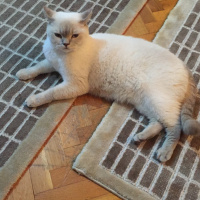 British Shorthair, Kedi  Lokum fotoğrafı