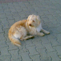 Airedale Terrier, Köpek  köpük fotoğrafı