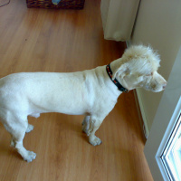 Airedale Terrier, Köpek  köpük fotoğrafı