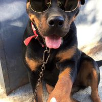 Rottweiler, Köpek  Kuzey fotoğrafı