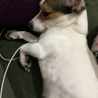 Jack Russell Terrier, Köpek  Helles fotoğrafı