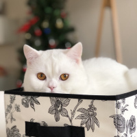 British Shorthair, Kedi  Casper fotoğrafı