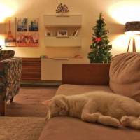 British Shorthair, Kedi  Casper fotoğrafı