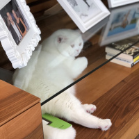 British Shorthair, Kedi  Casper fotoğrafı