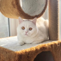 British Shorthair, Kedi  Casper fotoğrafı
