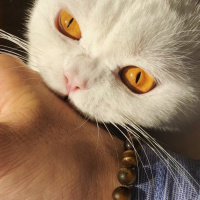 British Shorthair, Kedi  Casper fotoğrafı