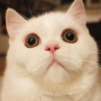 British Shorthair, Kedi  Casper fotoğrafı