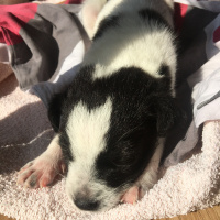 Maltese, Köpek  cokcok fotoğrafı