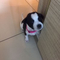 Maltese, Köpek  cokcok fotoğrafı