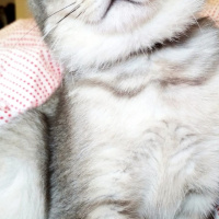 British Shorthair, Kedi  Çiko fotoğrafı