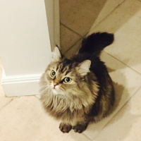 Tekir Kedi, Kedi  Felix (felikis) fotoğrafı