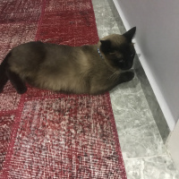 Siyam Kedisi, Kedi  Pati fotoğrafı