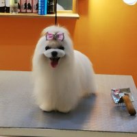 Maltese, Köpek  Lily fotoğrafı