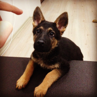 Alman Çoban Köpeği, Köpek  sezar fotoğrafı