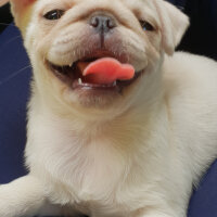 Pug, Köpek  Angel fotoğrafı