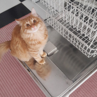 Tekir Kedi, Kedi  Aslan fotoğrafı