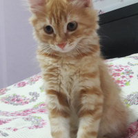 Tekir Kedi, Kedi  Aslan fotoğrafı