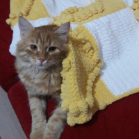 Tekir Kedi, Kedi  Aslan fotoğrafı