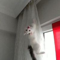 Tekir Kedi, Kedi  Çaki fotoğrafı