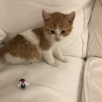 Tekir Kedi, Kedi  Minnoş fotoğrafı