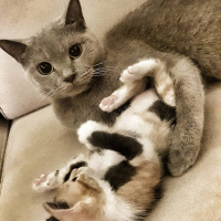 British Shorthair, Kedi  Casper fotoğrafı