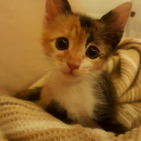Tekir Kedi, Kedi  Bıdık fotoğrafı